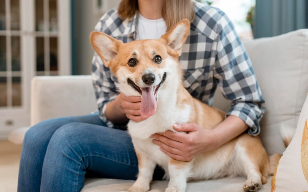Approvata nuova legge: anche in Piemonte la detenzione a catena è stata vietata